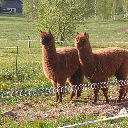 Familie Meimer Hofing Bagian luar foto