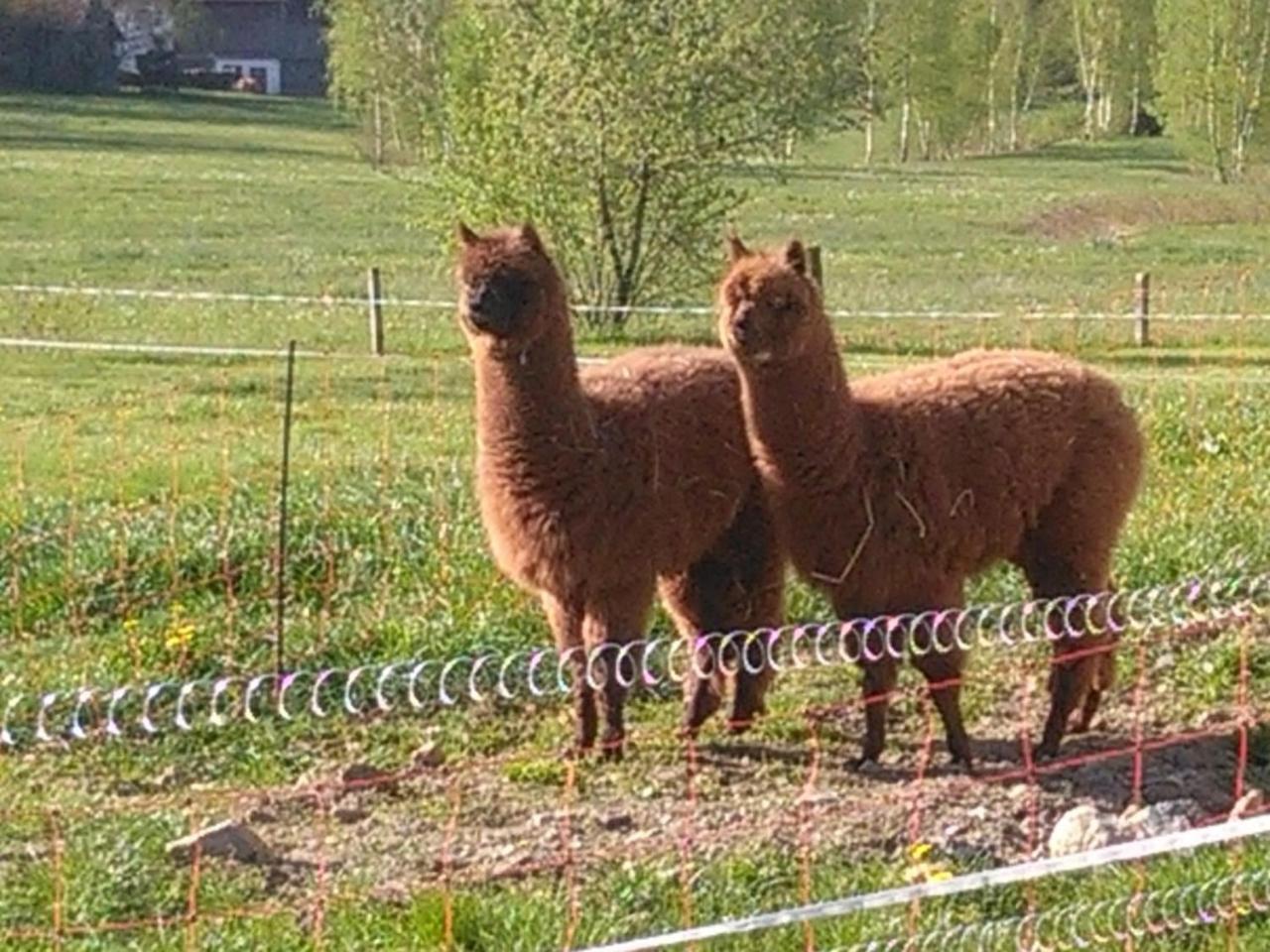 Familie Meimer Hofing Bagian luar foto